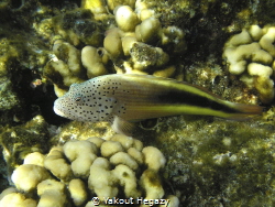 forsters hawkfish by Yakout Hegazy 